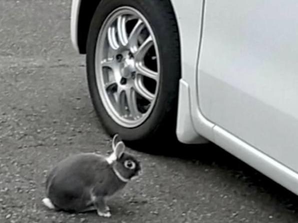 目撃されたペット 目撃されたペット