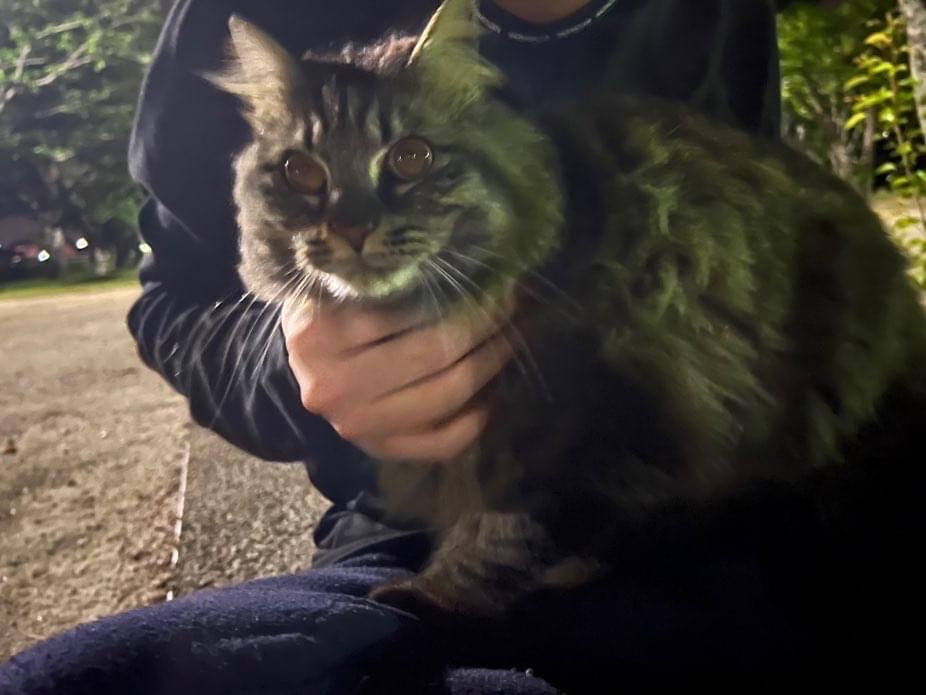 保護された猫 保護された猫