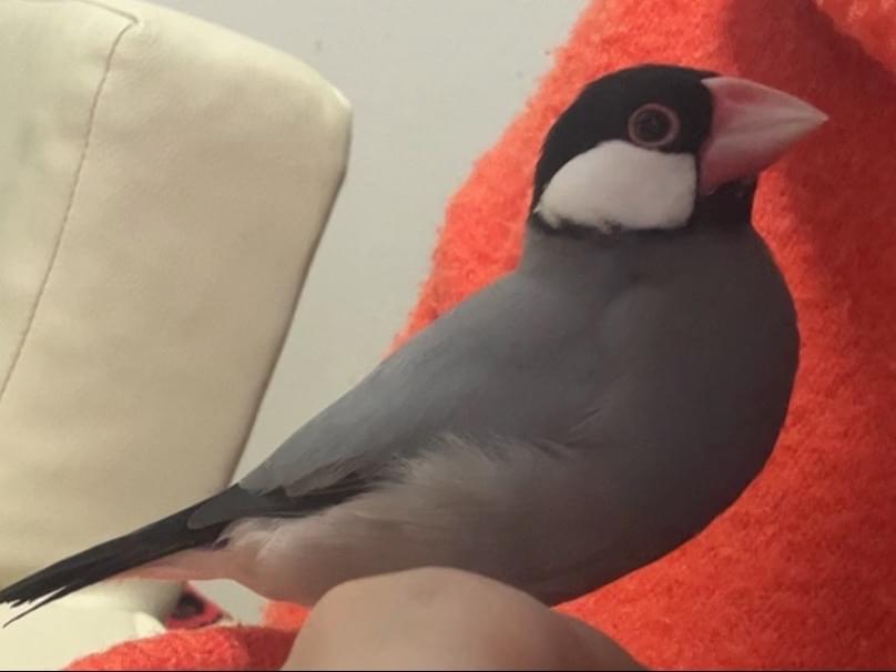 よんちゃん よんちゃん