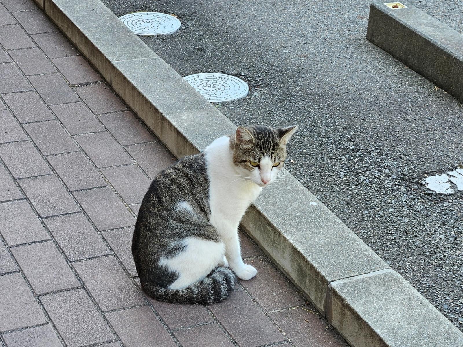 目撃された猫 目撃された猫