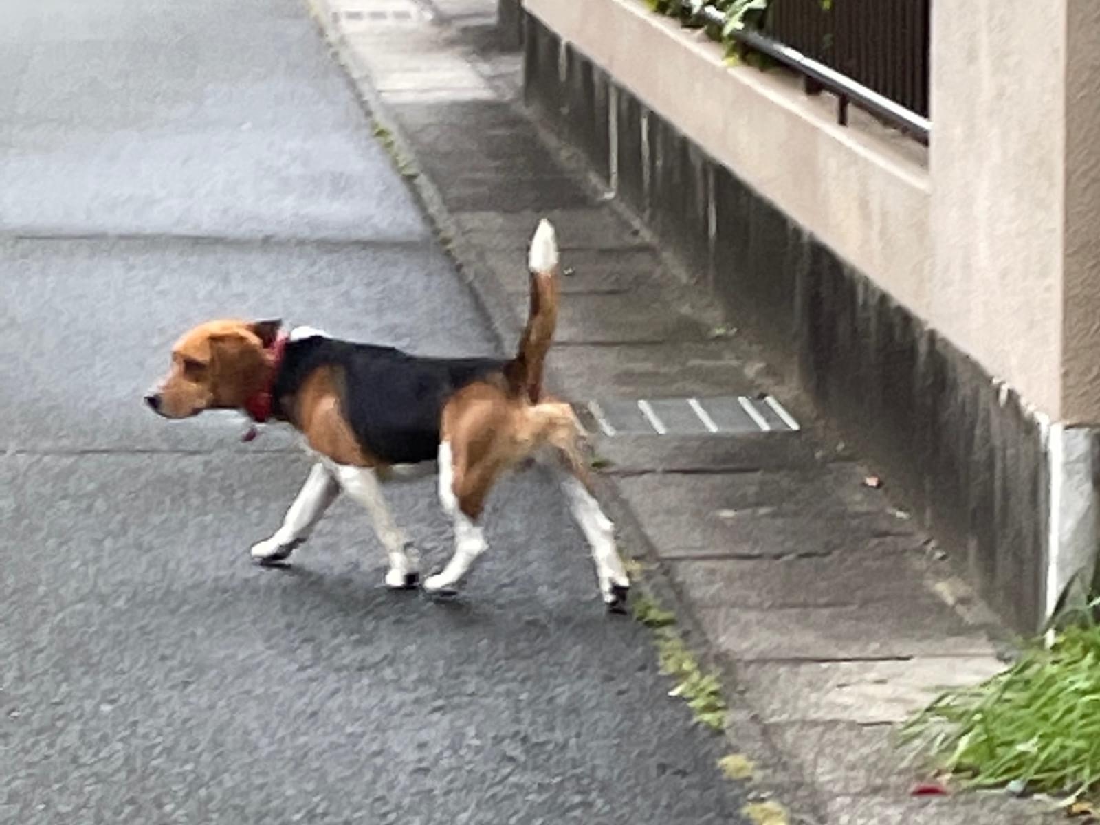 目撃された犬 目撃された犬