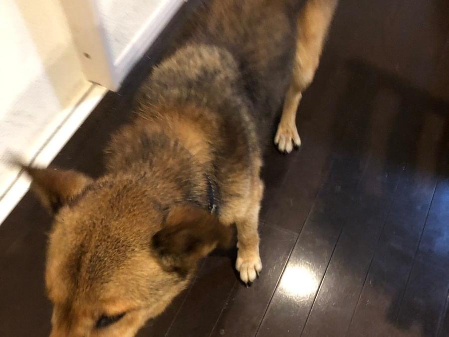 保護された犬 保護された犬