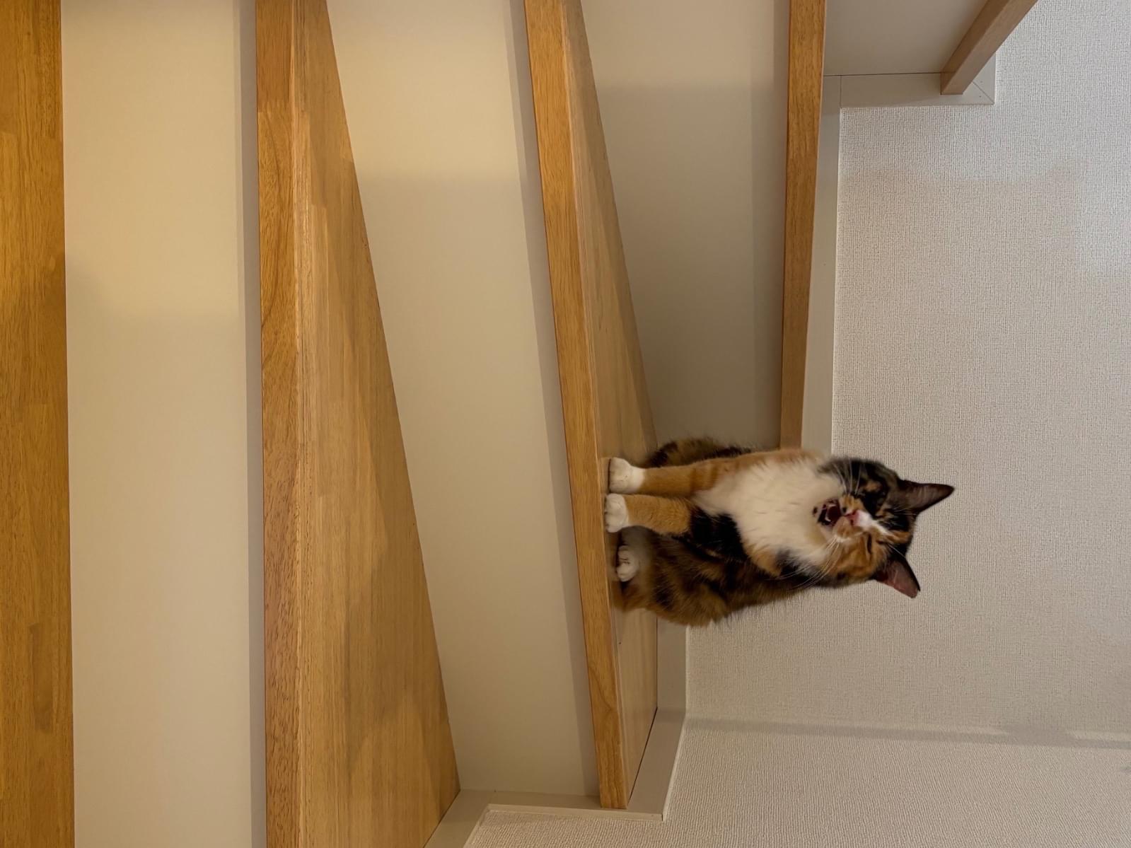 保護された猫 保護された猫