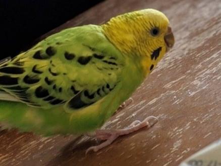 ココちゃん ココちゃん
