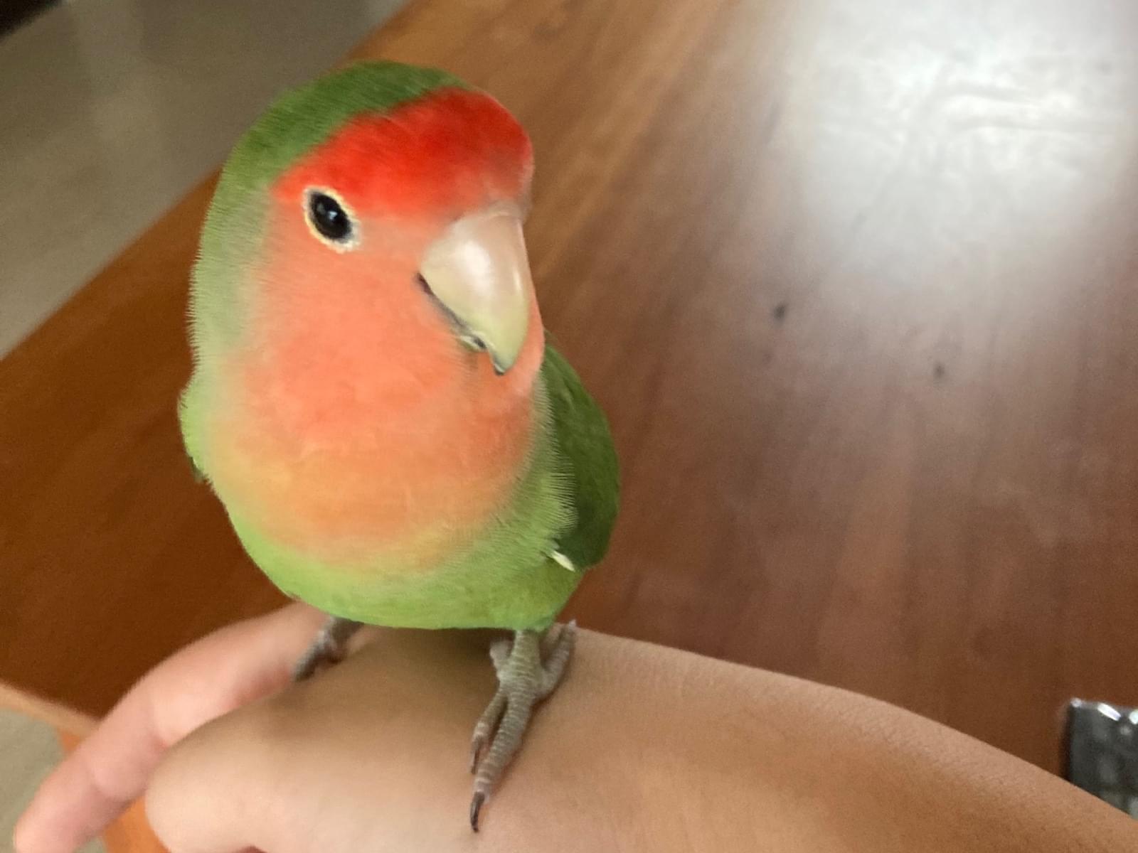 ももちゃん ももちゃん