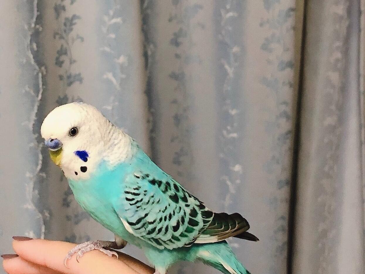 ぴーちゃん ぴーちゃん