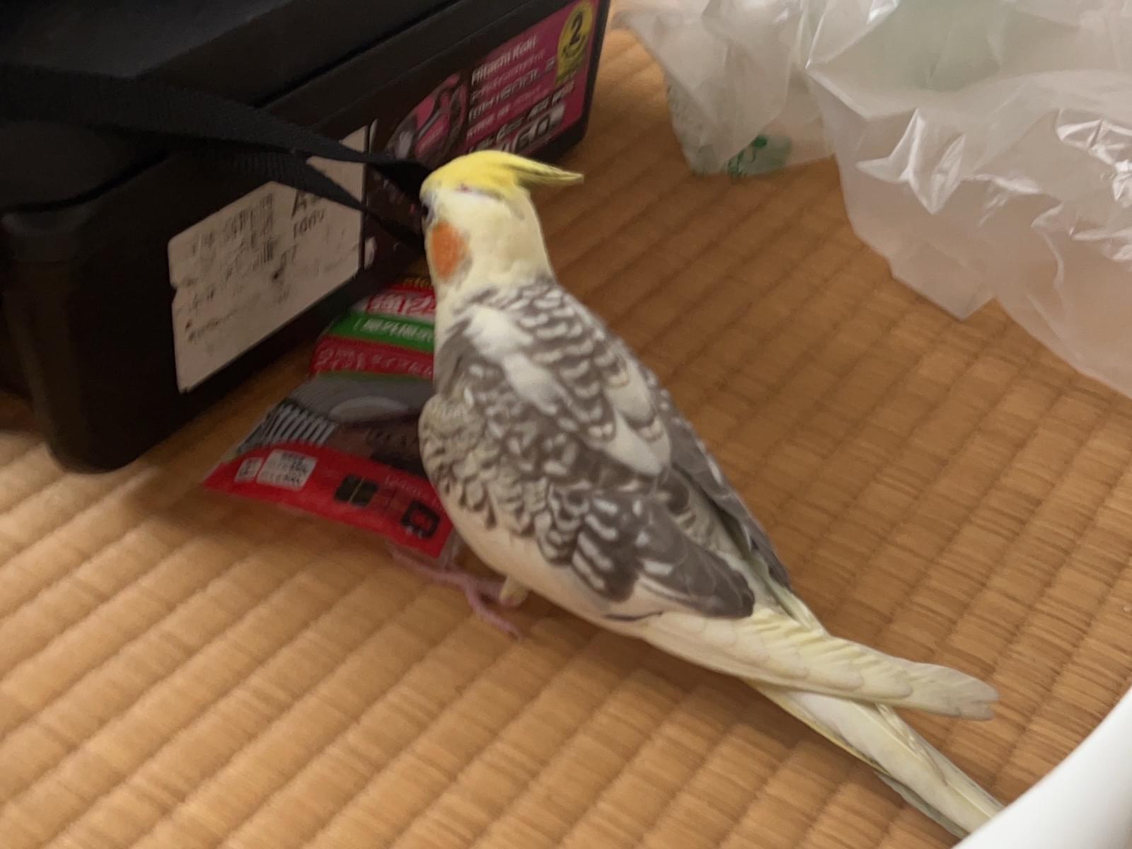 きなこちゃん きなこちゃん