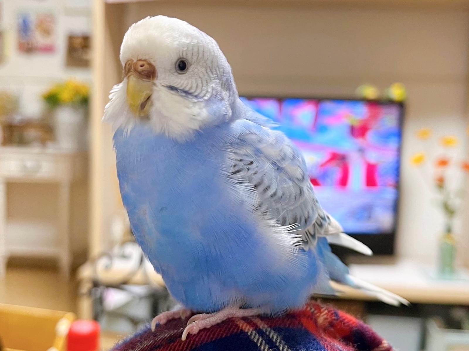 わたげちゃん わたげちゃん