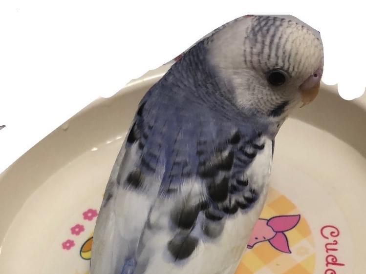 くいな/くーちゃん くいな/くーちゃん