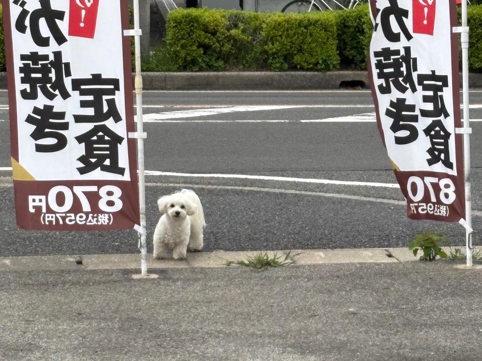 目撃された犬 目撃された犬
