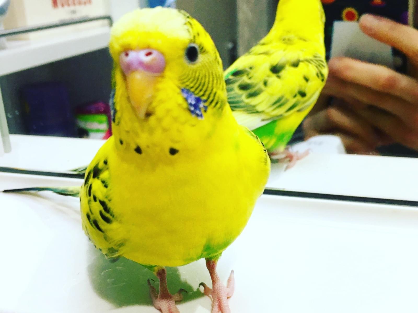 チーコちゃん チーコちゃん