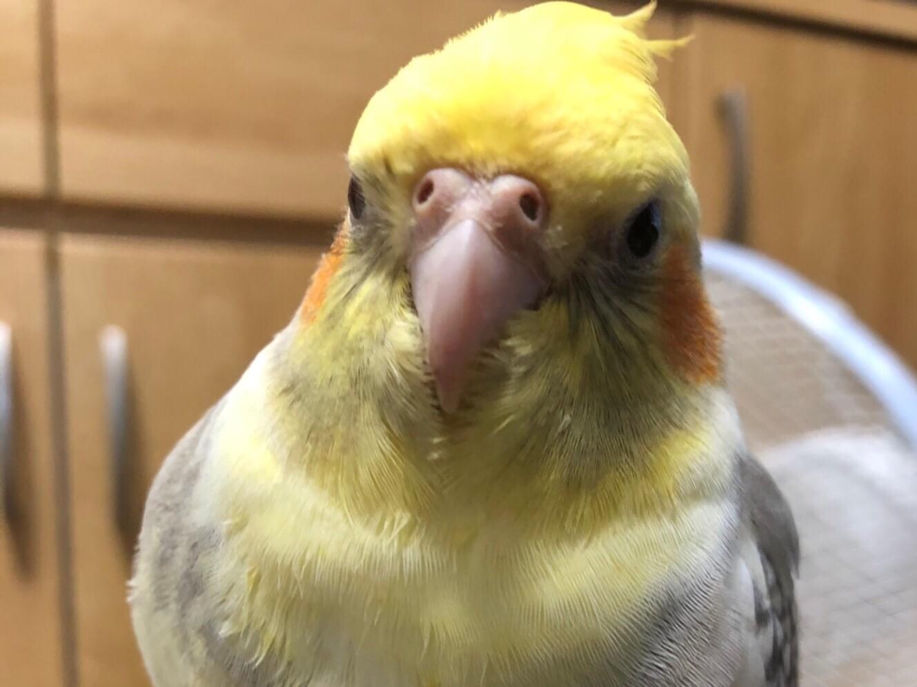 ペェーちゃん ペェーちゃん