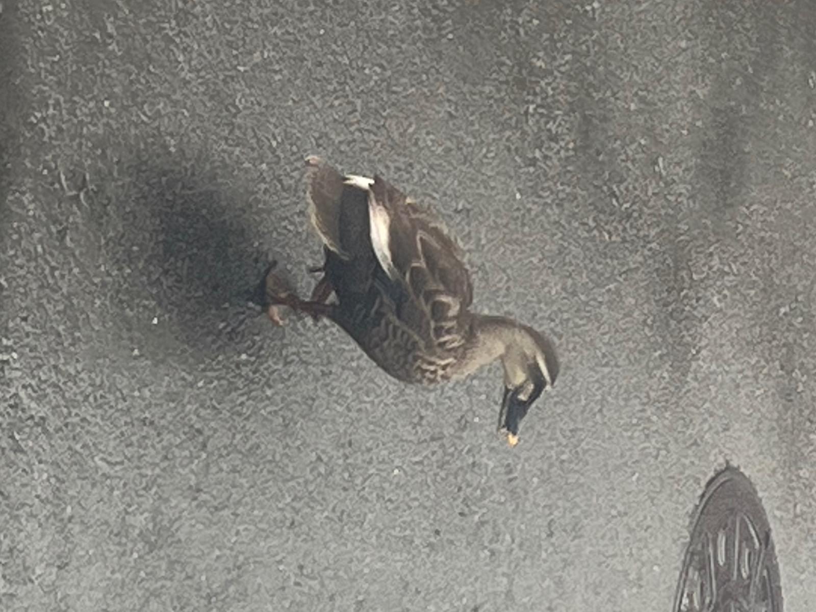目撃された鳥 目撃された鳥