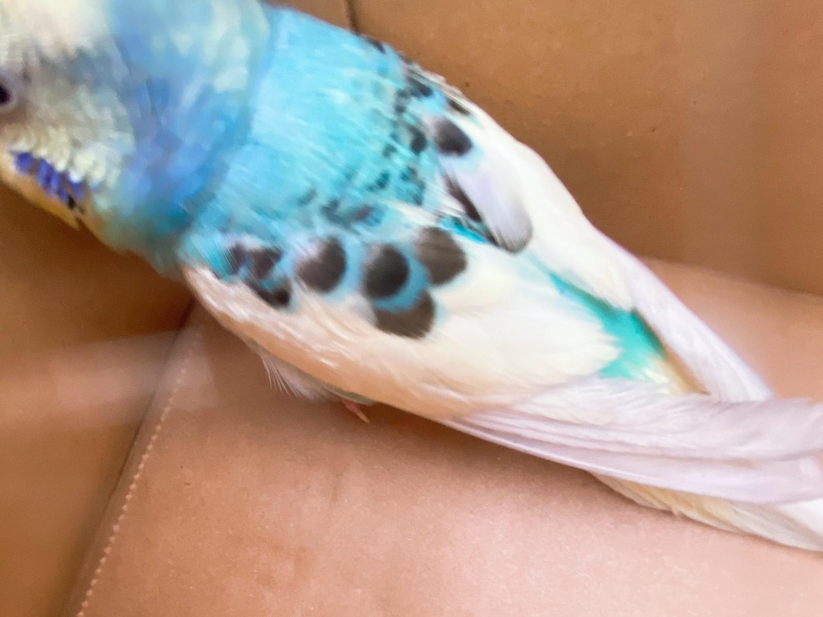 目撃された鳥 目撃された鳥