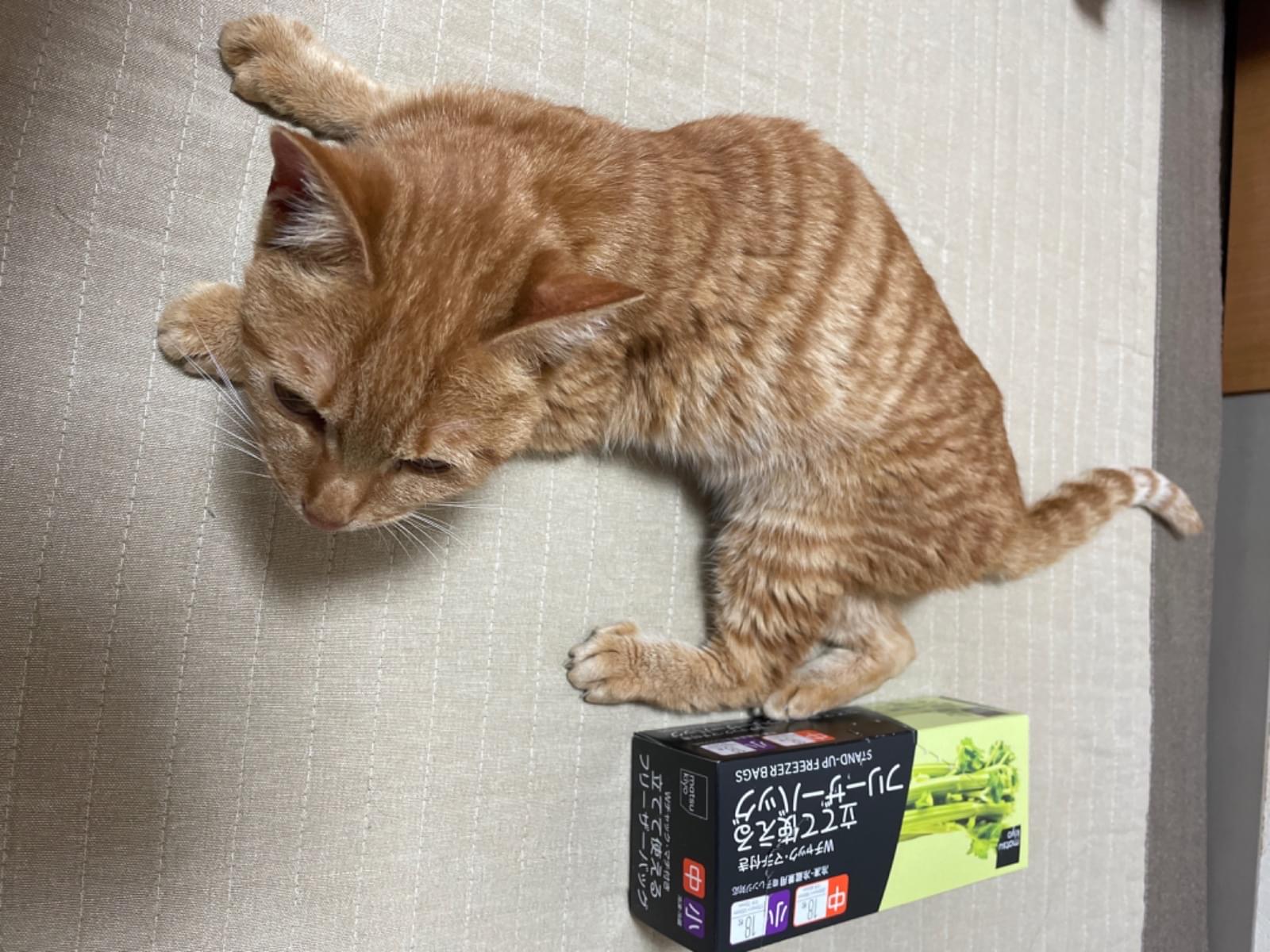 保護された猫 保護された猫