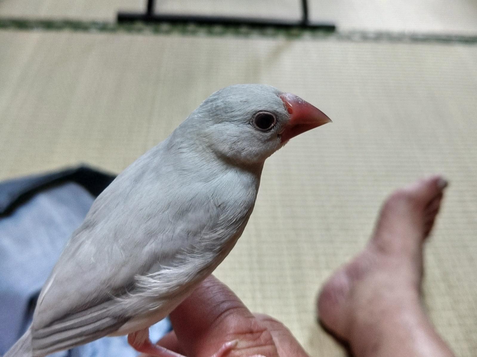 保護された鳥 保護された鳥