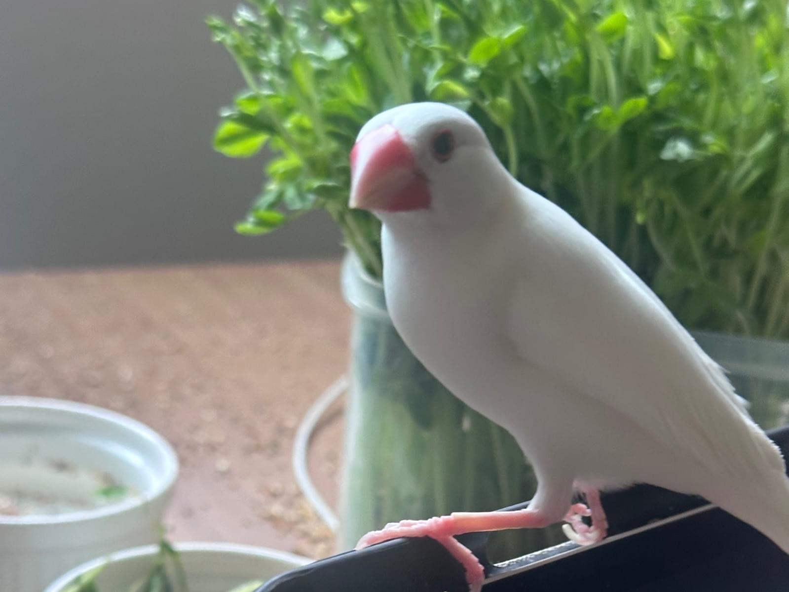 文ちゃん 文ちゃん