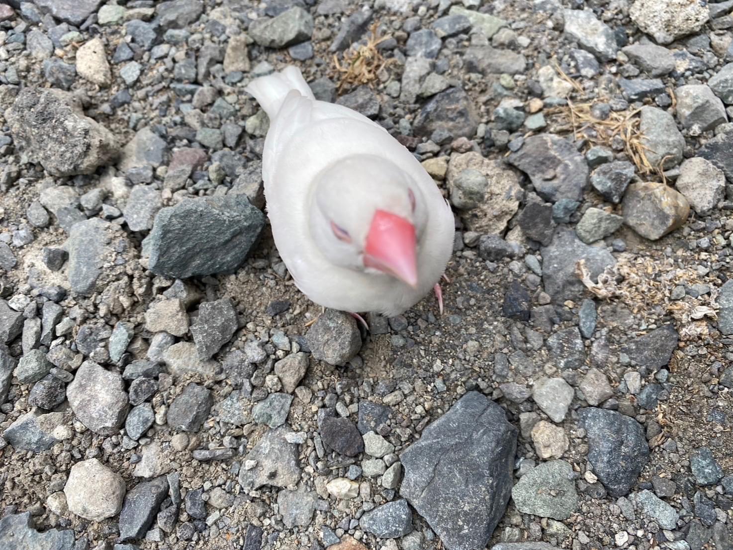 保護された鳥 保護された鳥