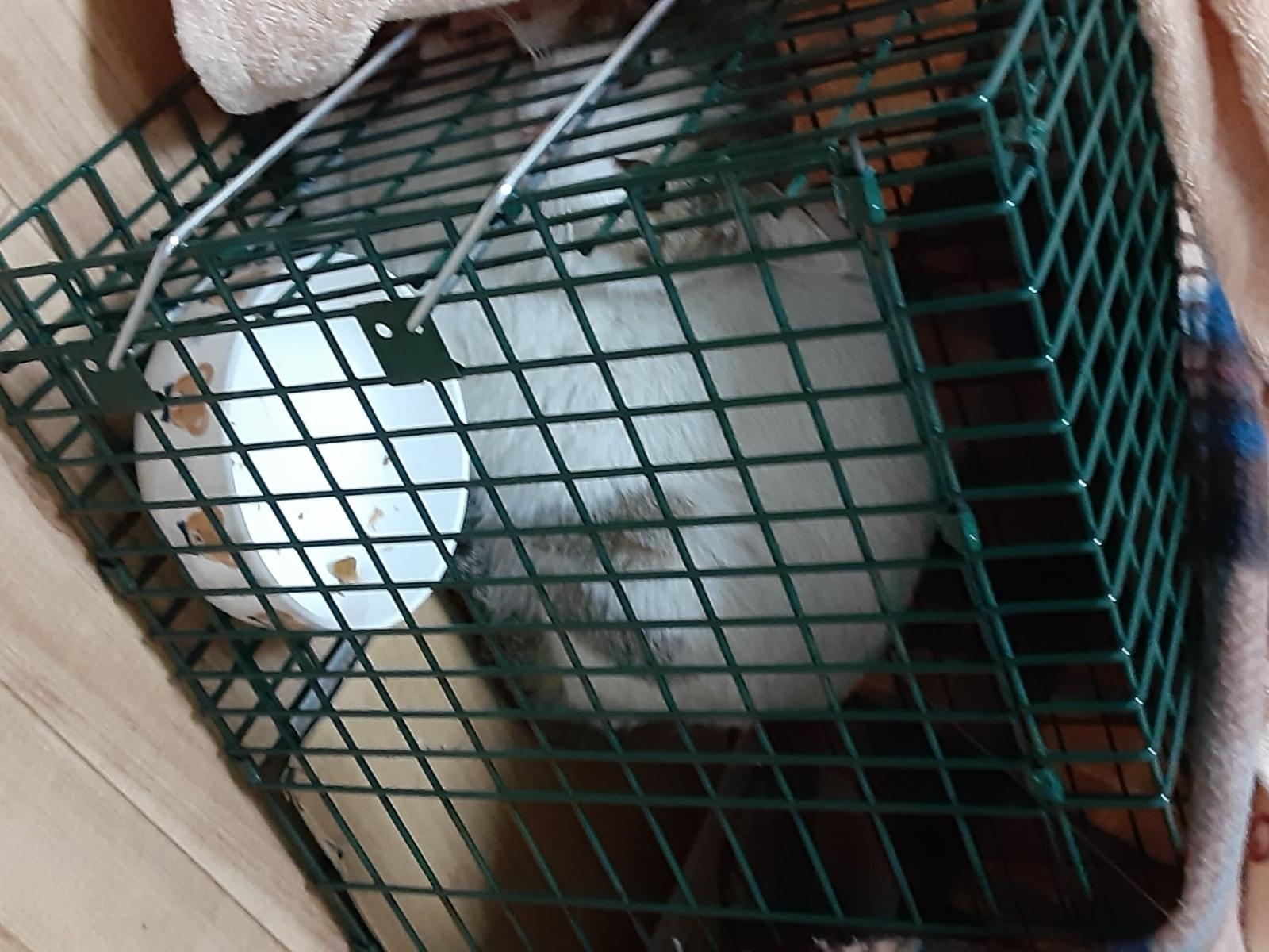 保護された猫 保護された猫