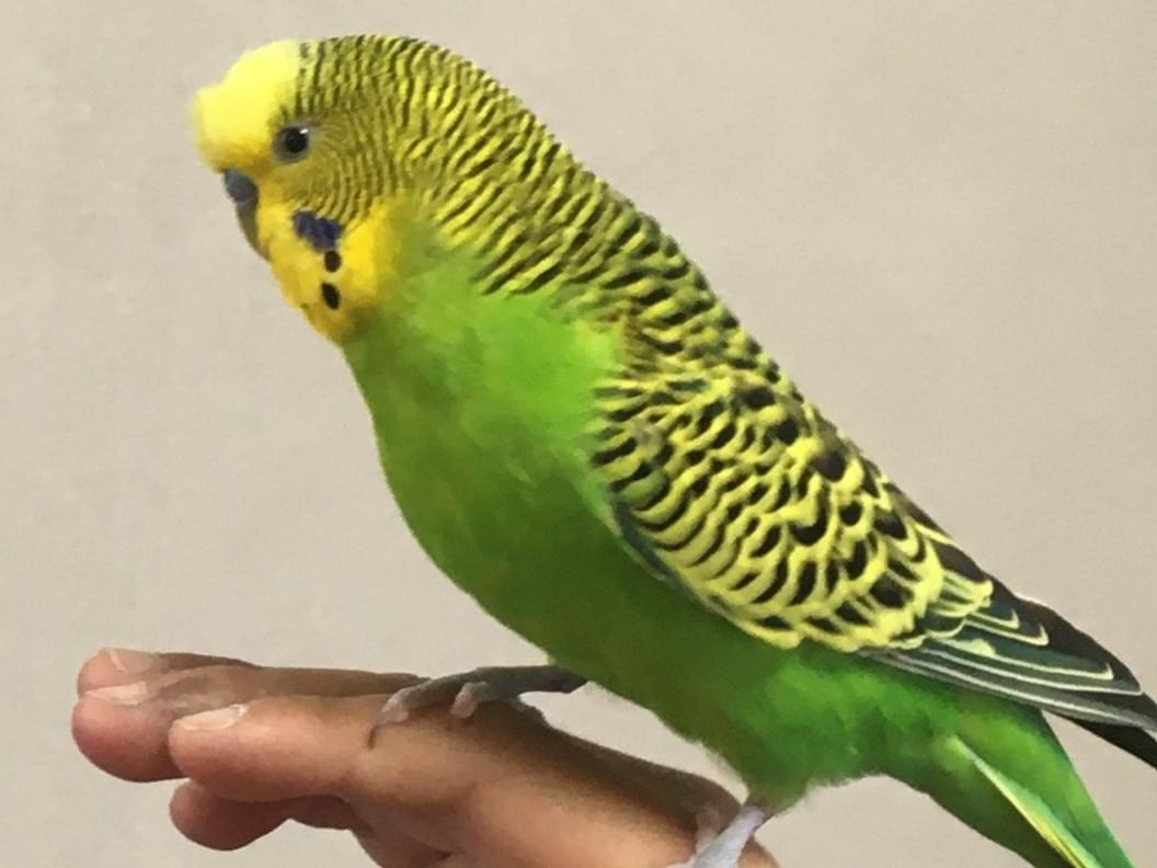 しずちゃん しずちゃん