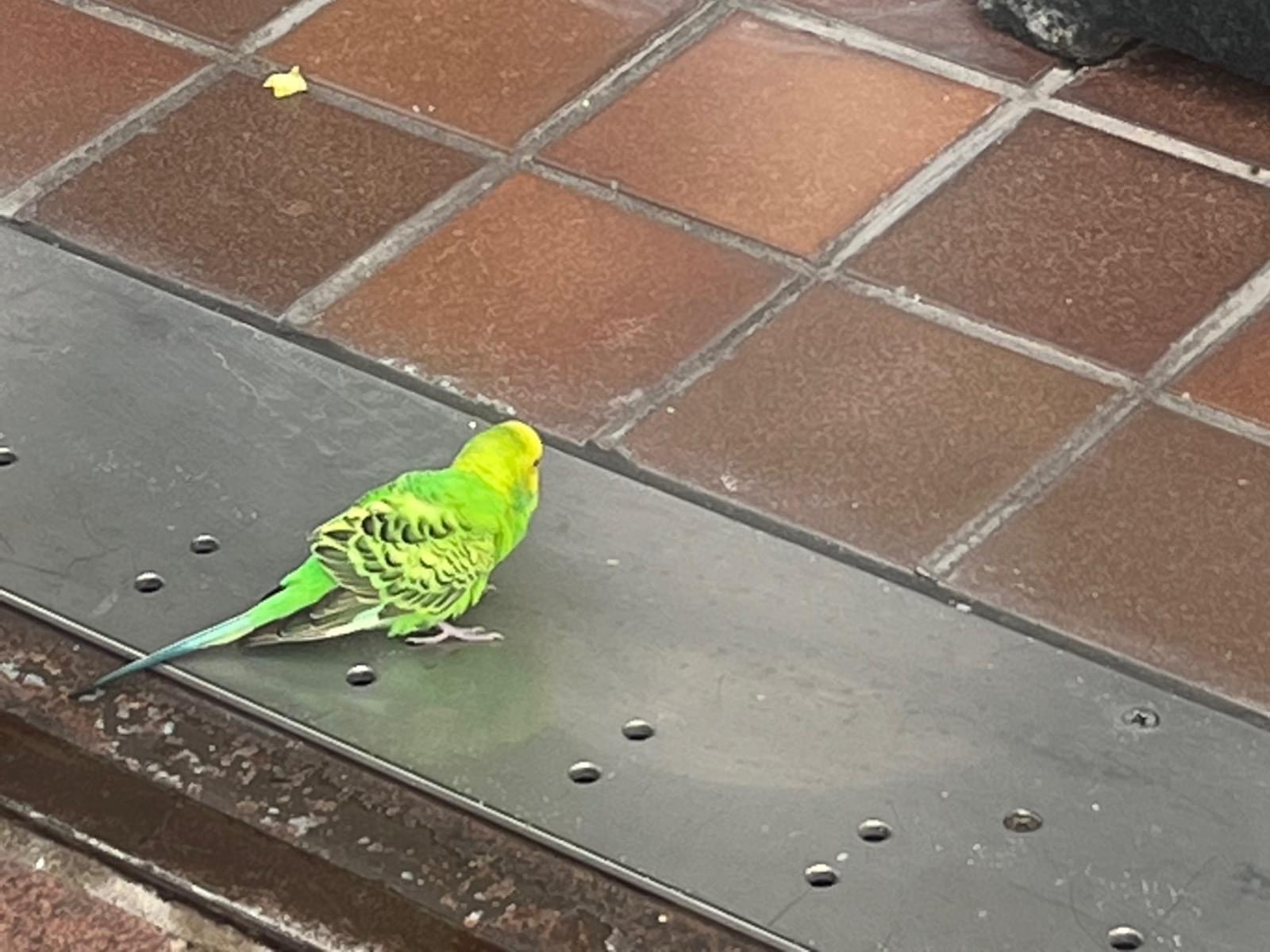 目撃された鳥 目撃された鳥