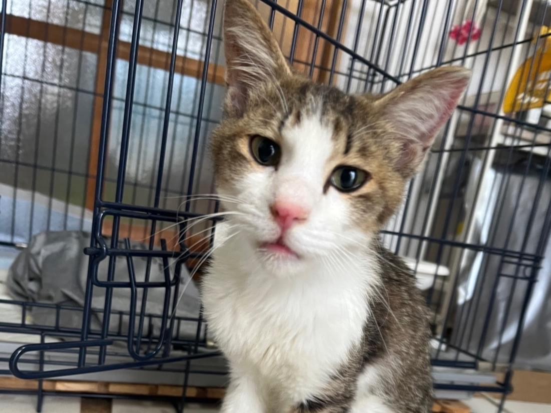 保護された猫 保護された猫