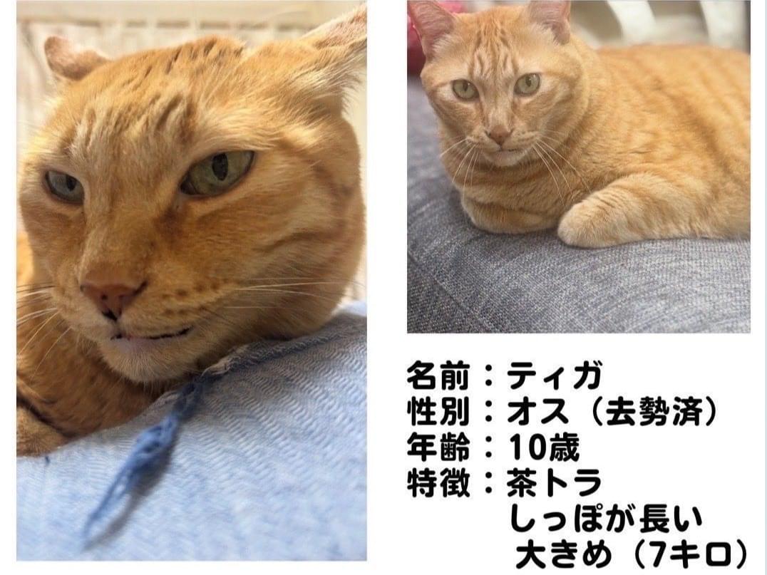 ティガちゃん ティガちゃん