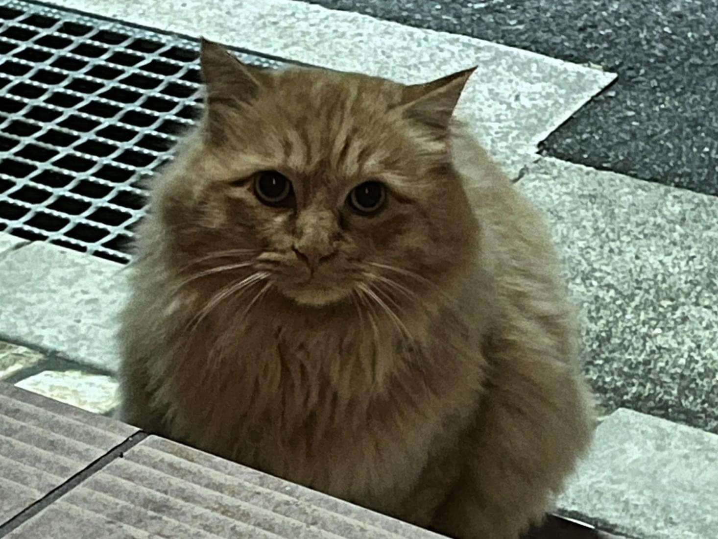 ちくわちゃん ちくわちゃん