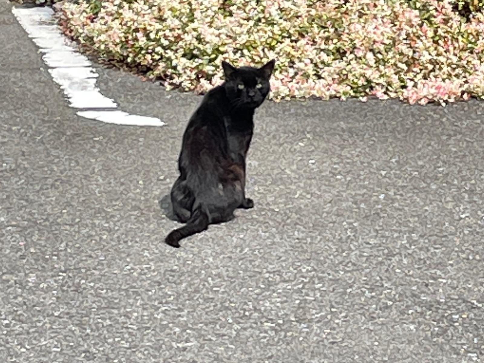 目撃された猫 目撃された猫