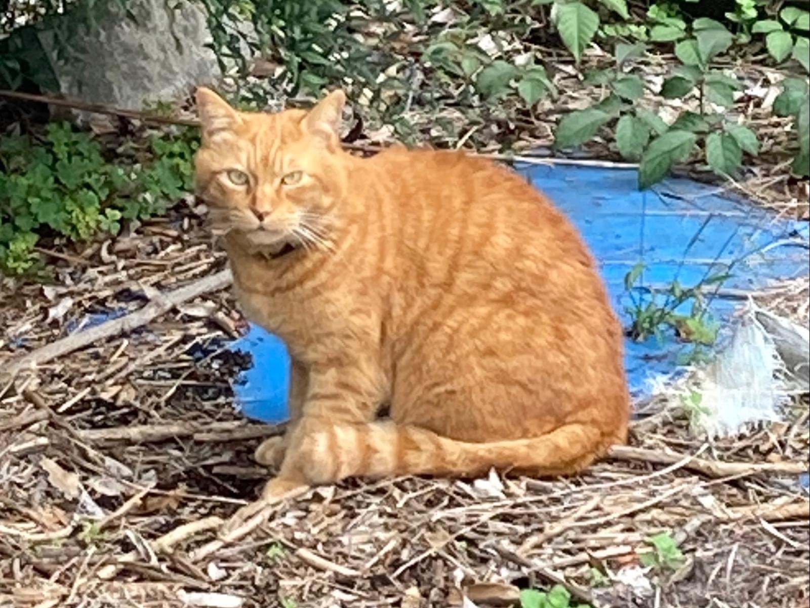 目撃された猫 目撃された猫