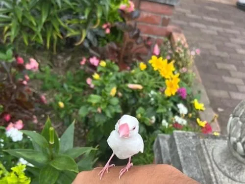 白い文鳥 さん