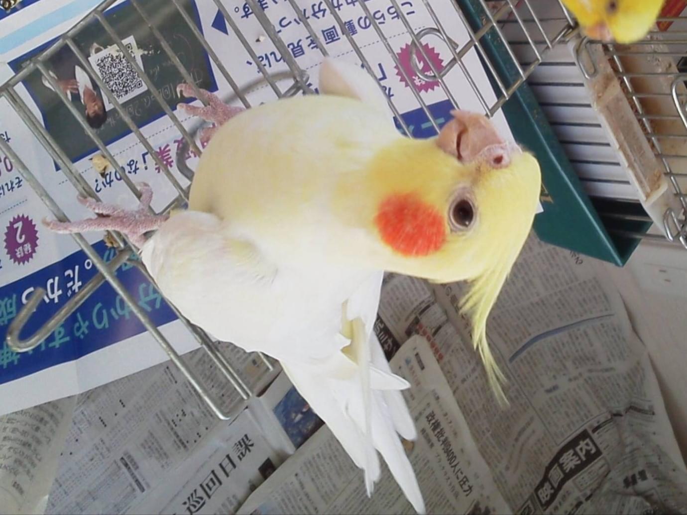 グーちゃん グーちゃん
