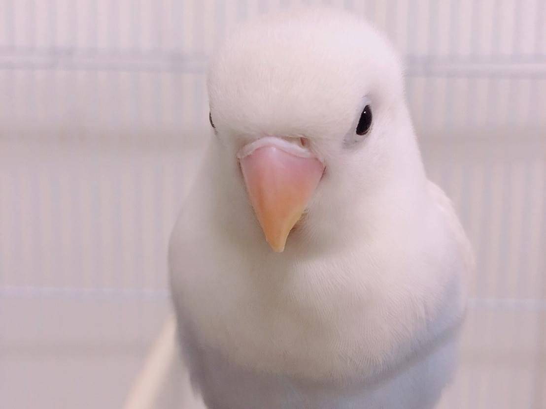 タロウちゃん タロウちゃん