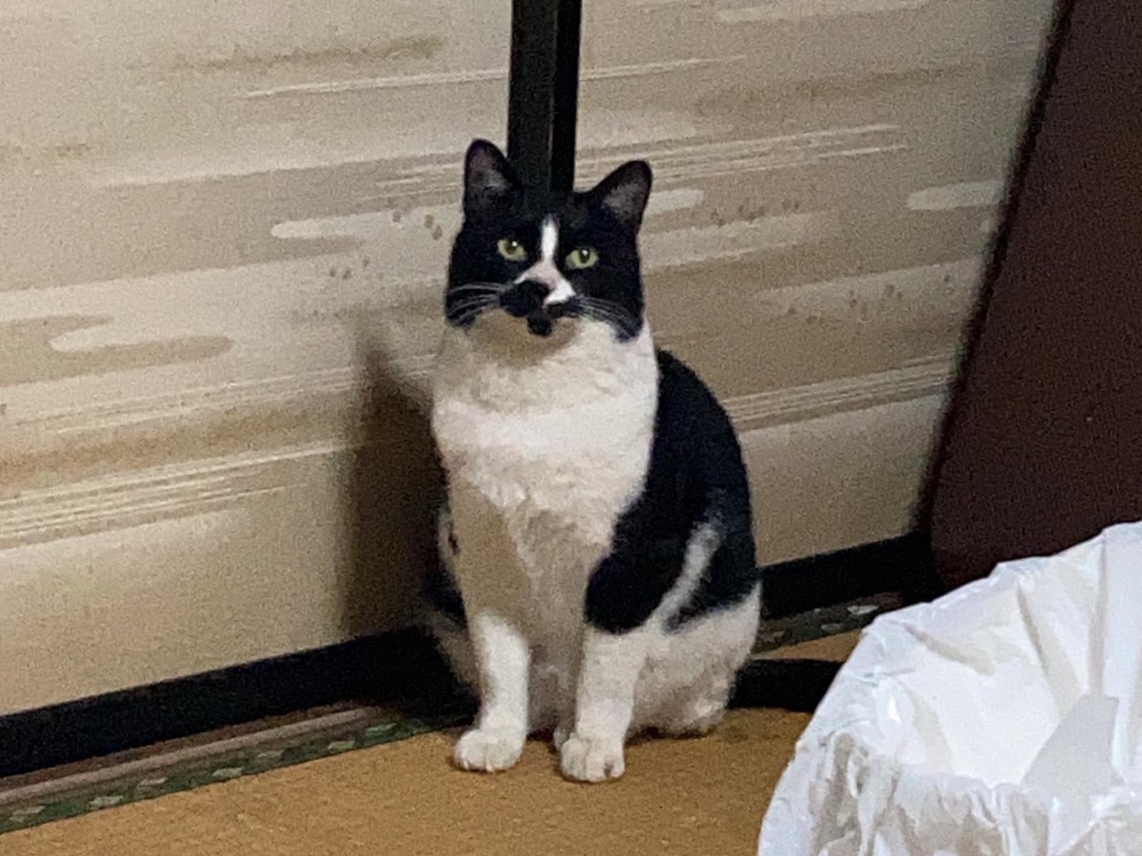 にゃーちゃん にゃーちゃん