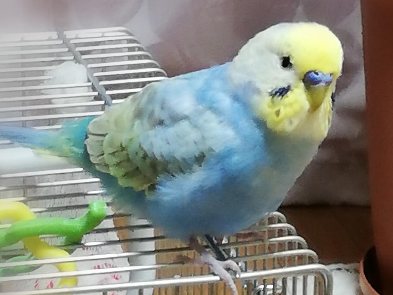 ピーちゃん ピーちゃん
