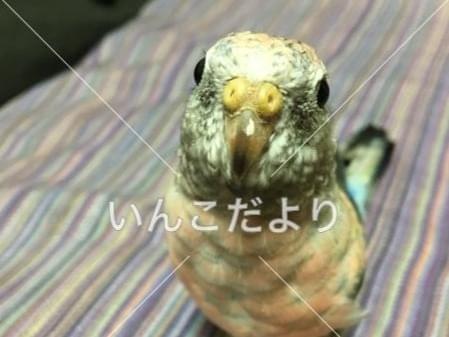 すももちゃん すももちゃん