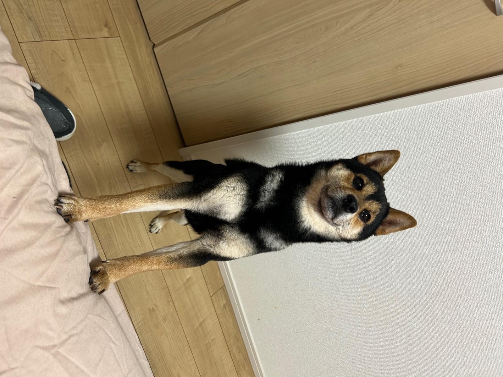 クロちゃん クロちゃん