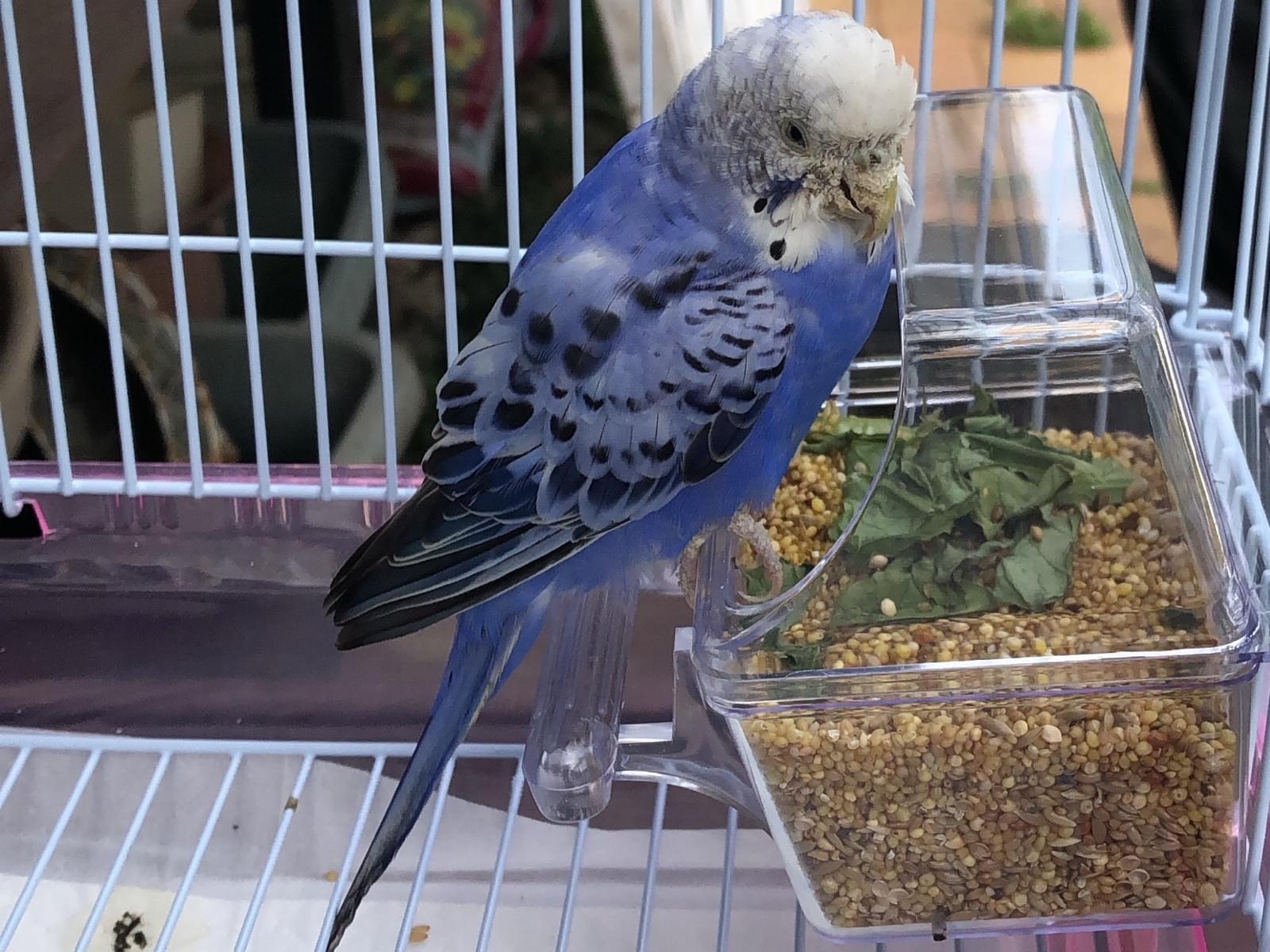 保護された鳥 保護された鳥