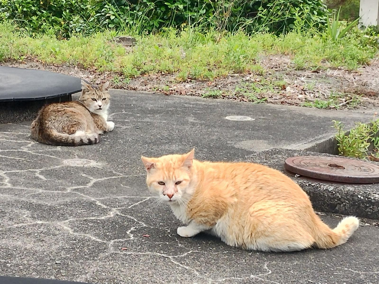 目撃された猫 目撃された猫