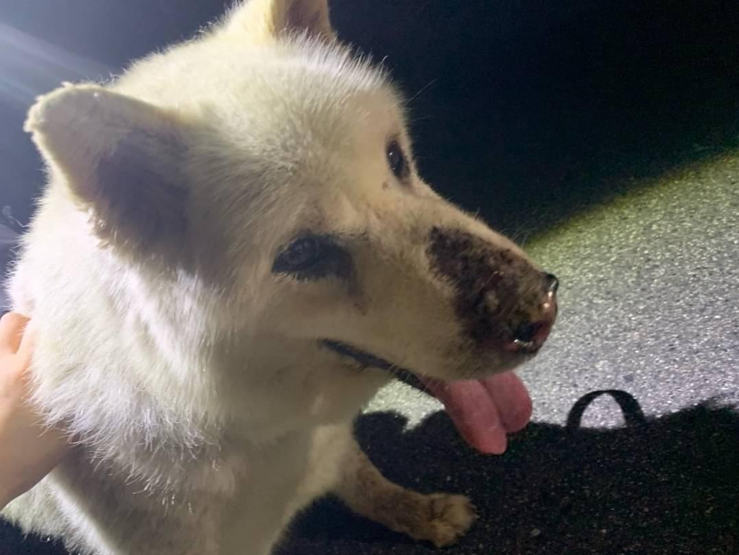 保護された犬 保護された犬