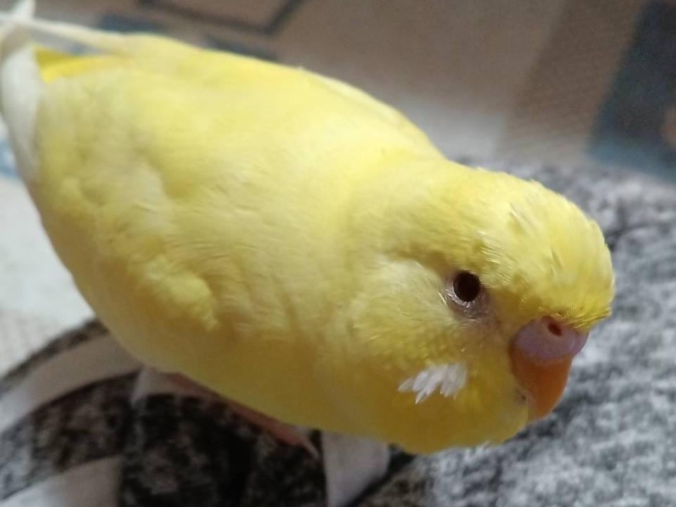 パインちゃん パインちゃん