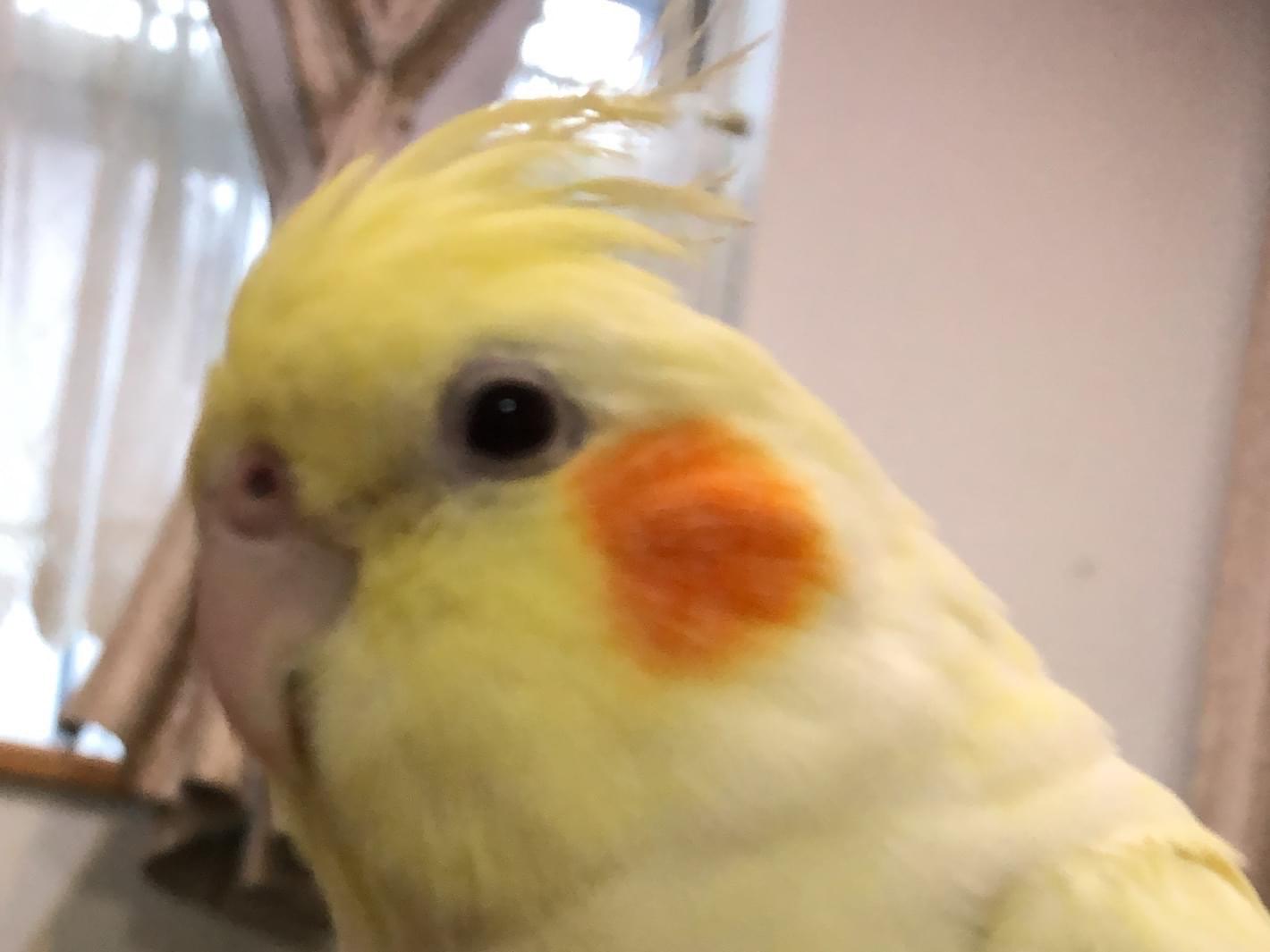 おいもちゃん おいもちゃん