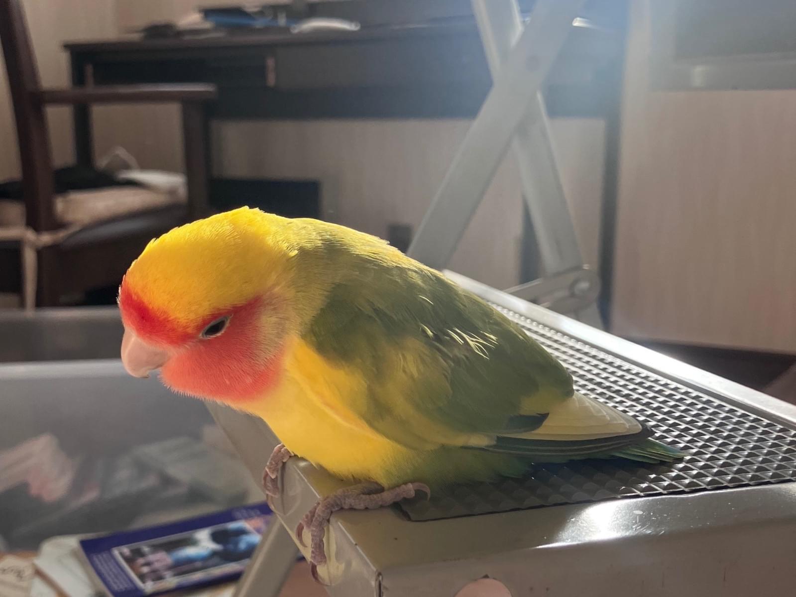 保護された鳥