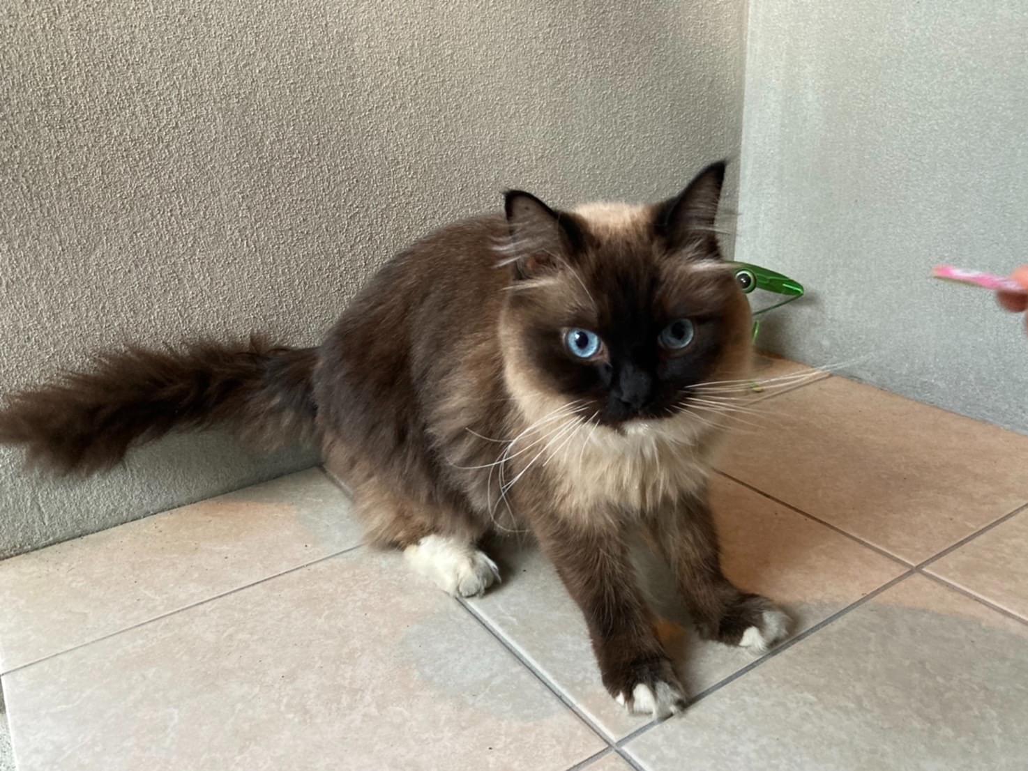 保護された猫 保護された猫