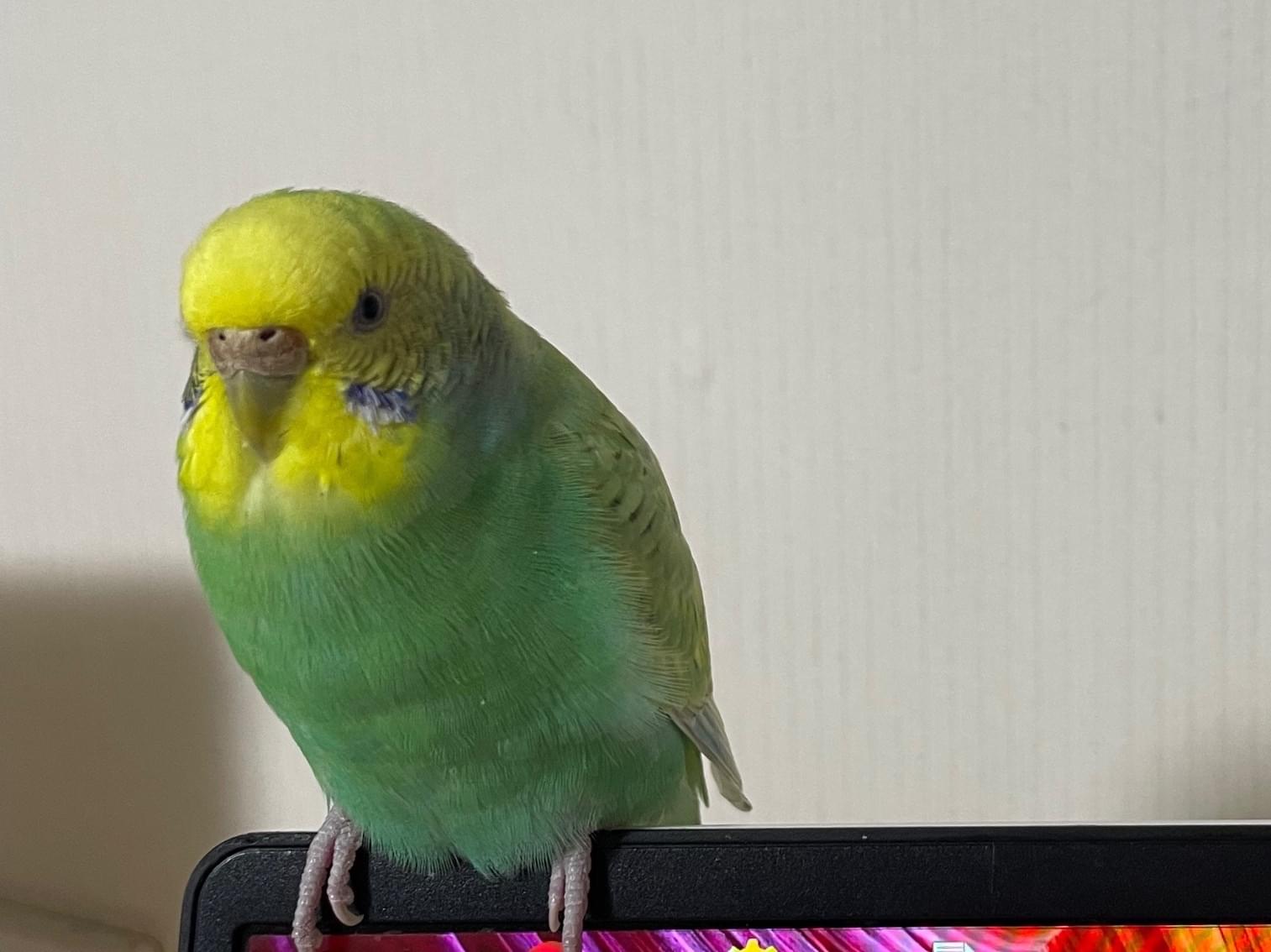 ラムネちゃん