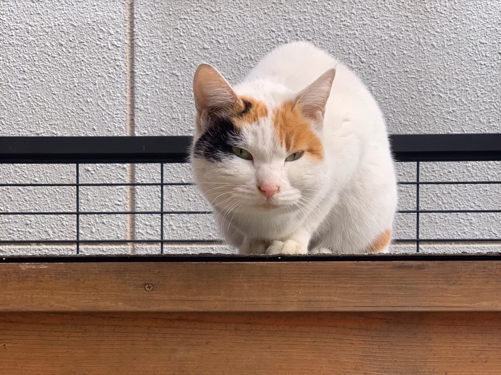 保護された猫 保護された猫