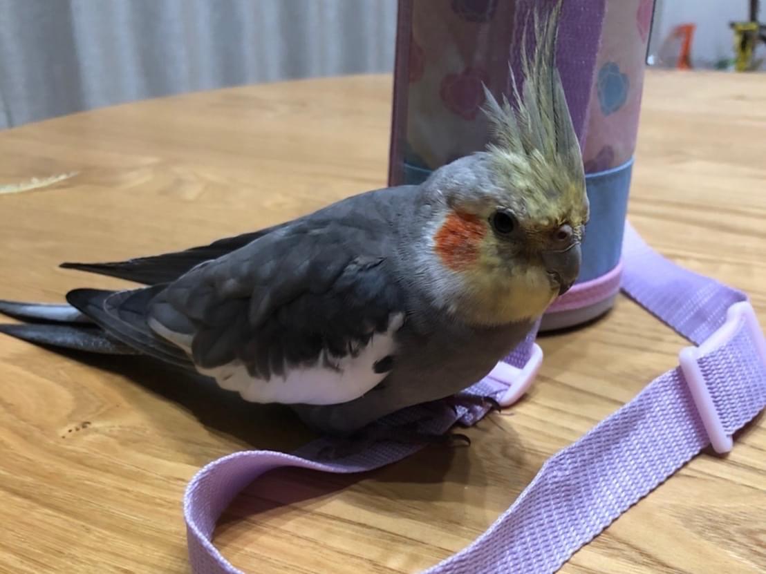 おこめちゃん おこめちゃん