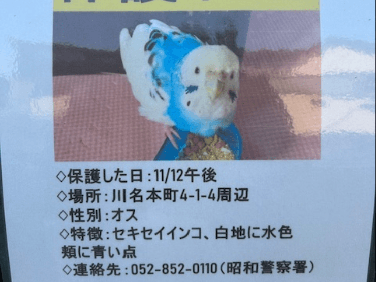 保護された鳥 保護された鳥