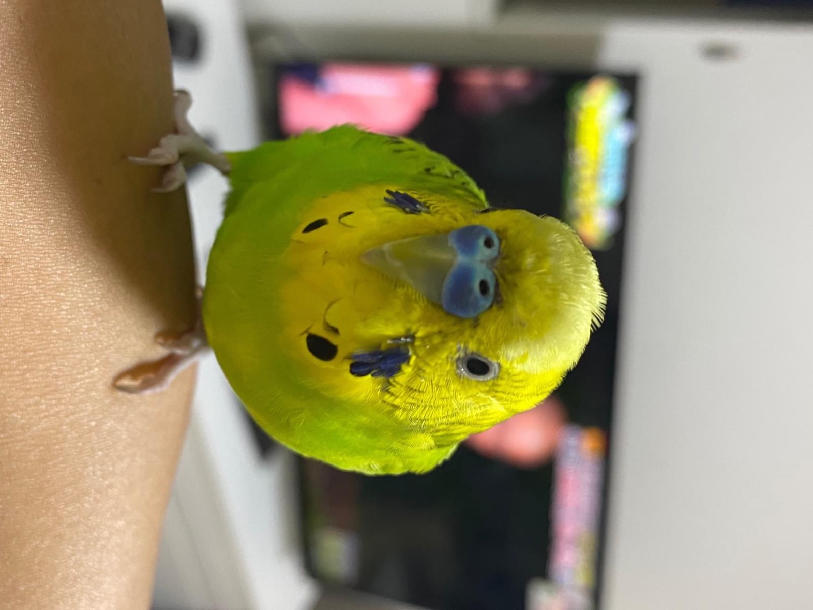 保護された鳥 保護された鳥
