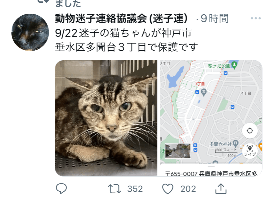 保護された猫 保護された猫